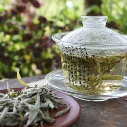 Белый чай: свежесть весеннего утра в вашей пиале 