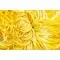 Золотая хризантема - small image 7