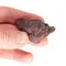 Фігурка "Жаба міні", ісинська глина - small image 8