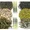 Набор пробников "Зеленый чай" из 7 сортов чая  - small image 1